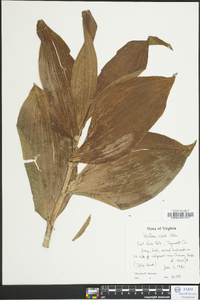 Veratrum viride image