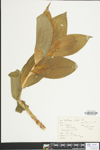 Veratrum viride image