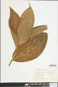 Veratrum viride image