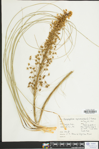 Xerophyllum asphodeloides image