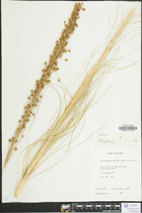 Xerophyllum asphodeloides image