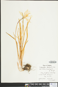 Zephyranthes atamasca image