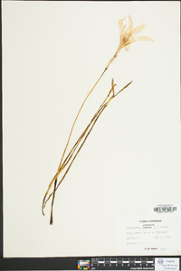 Zephyranthes atamasca image