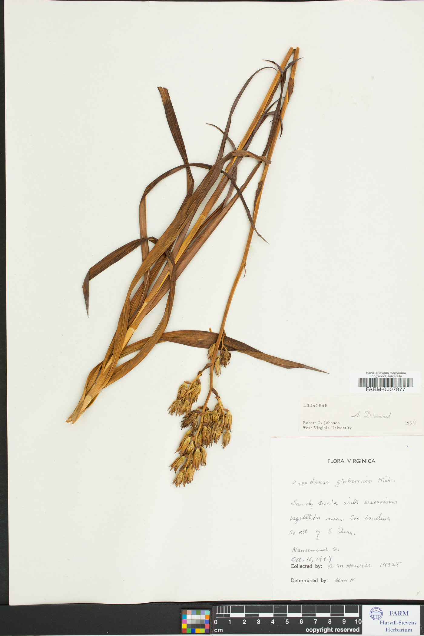 Zigadenus glaberrimus image