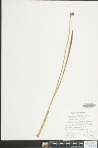 Calopogon tuberosus image