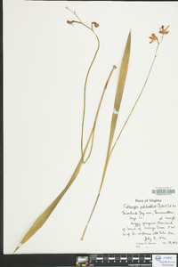 Calopogon tuberosus var. tuberosus image