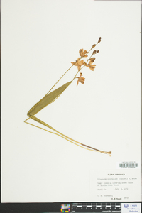 Calopogon tuberosus var. tuberosus image