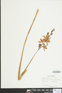 Calopogon tuberosus image