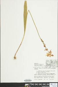 Calopogon tuberosus var. tuberosus image