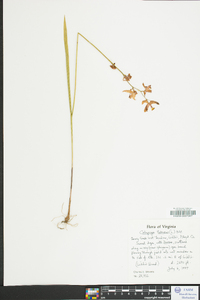 Calopogon tuberosus image