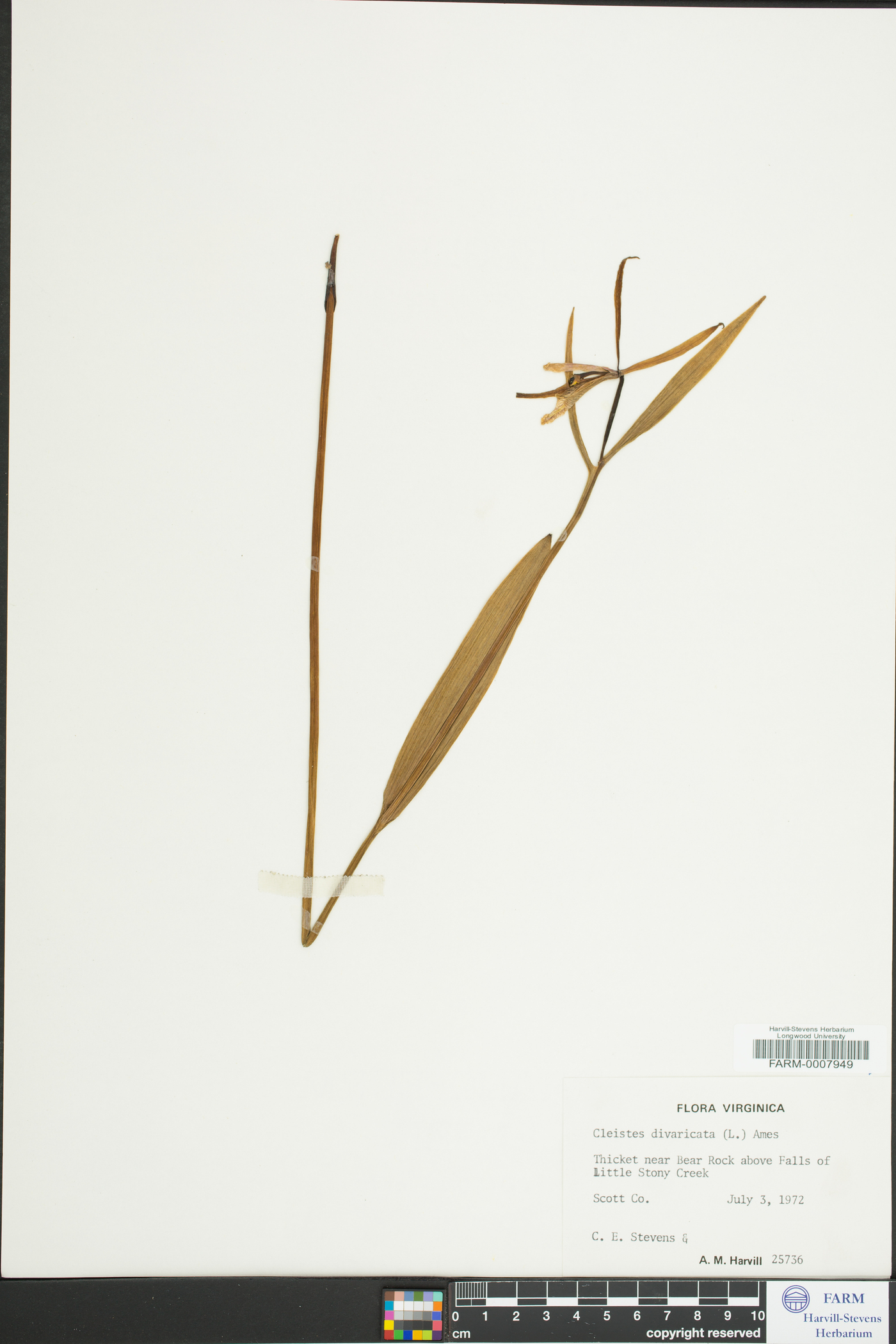 Cleistesiopsis divaricata image
