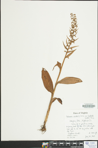 Dactylorhiza viridis image