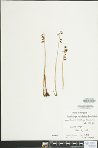 Corallorhiza odontorhiza image