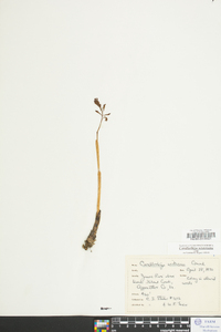 Corallorhiza wisteriana image