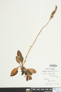 Goodyera pubescens image