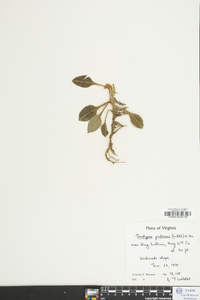 Goodyera pubescens image