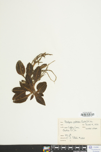 Goodyera pubescens image