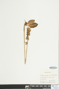 Goodyera pubescens image