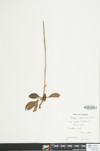 Goodyera pubescens image