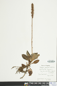 Goodyera pubescens image