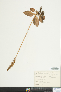 Goodyera pubescens image