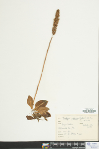 Goodyera pubescens image