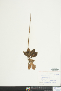 Goodyera pubescens image