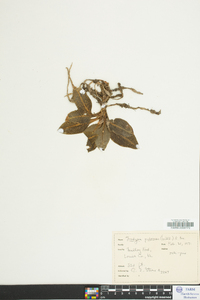 Goodyera pubescens image