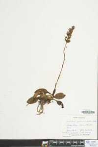 Goodyera pubescens image