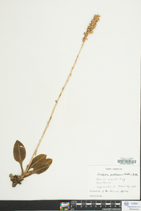 Goodyera pubescens image