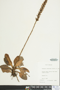 Goodyera pubescens image