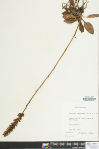 Goodyera pubescens image