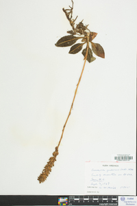 Goodyera pubescens image