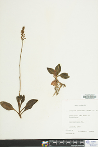 Goodyera pubescens image