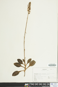 Goodyera pubescens image