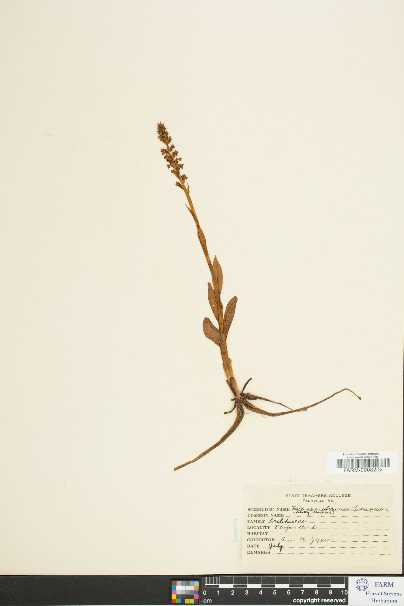 Habenaria albida image