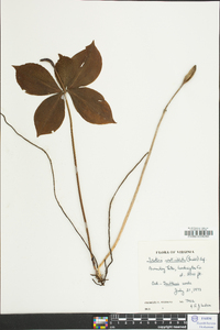 Isotria verticillata image