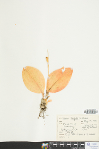 Liparis liliifolia image