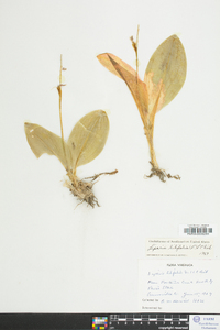 Liparis liliifolia image