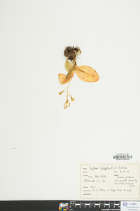 Liparis liliifolia image