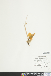 Liparis liliifolia image