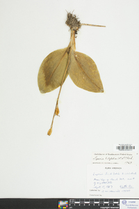 Liparis liliifolia image