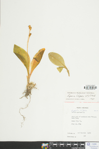 Liparis liliifolia image