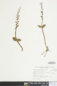 Listera australis image