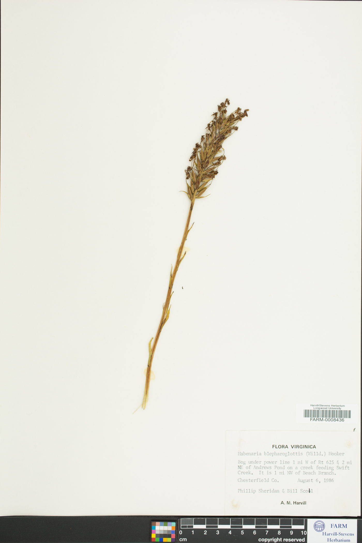 Platanthera blephariglottis image