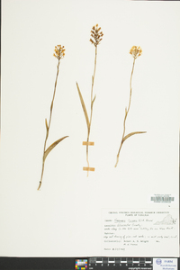 Platanthera ciliaris image