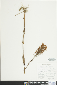 Platanthera ciliaris image