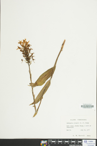 Platanthera ciliaris image