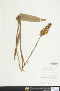 Platanthera ciliaris image