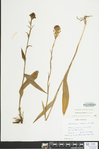 Platanthera ciliaris image